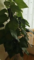 -成都苗方清颜专业祛痘