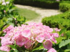 -上海共青森林公园