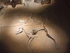 -洛阳周王城天子驾六博物馆