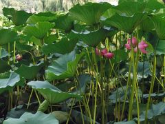 -长春市南湖公园