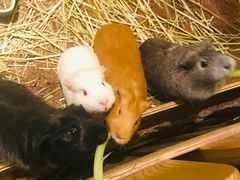 -藦茜花园宠物主题亲子互动体验馆(国顺东路店)