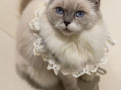 -怪兽屋·羊驼·猫咖·狗咖(俊华广场店)