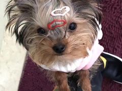 -伟伟宠物医院·CT影像中心·瑞派犬猫综合性门诊(汉口总院)