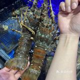厦门集美！新开的！！好好吃的海鲜火锅[流泪]