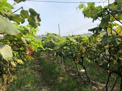 -铁山坪森林公园