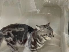 -糯米喵星人总部直营旗舰店·猫舍·幼猫出售
