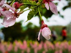 -天适樱花悠乐园