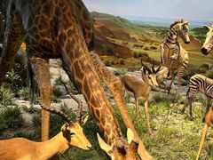 -国家自然博物馆