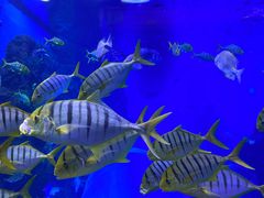 -成都浩海立方海洋公园