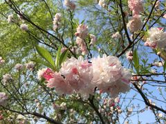 -南汇桃花村