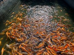 -丰乐餐厅·始于1999·本地老字号