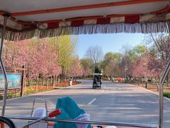 -石家庄市植物园