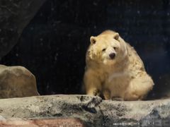 -海合安武汉极地海洋公园