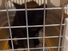 -瑞鹏宠物医院·普外科·影像科·皮肤科(城市山谷分院)