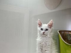 -青奢宠物·青奢猫舍