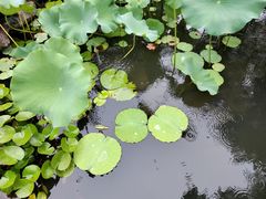 -苏州冶园园林民宿(太湖西山风景区店)