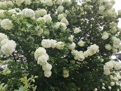 -得意楼蒸菜馆