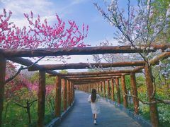 -南汇桃花村