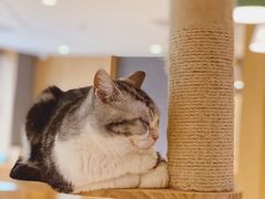 -CAT’S MEWSTAR CAFE·喵星球猫屋(晴湾咖啡店)