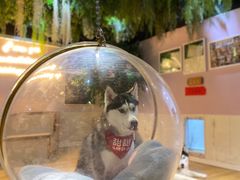 -Husky Go! 哈士奇体验馆·宠物咖啡厅狗咖