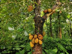 -中国科学院西双版纳热带植物园