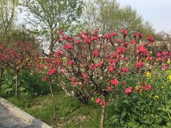 -南汇桃花村