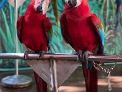 -西双版纳原始森林公园