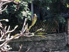 -小洲村