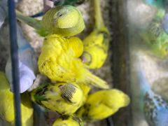 -青石桥花鸟鱼虫市场(叠翠城店)