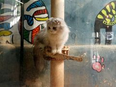 -猫咪博物馆(顶澳仔猫街店)