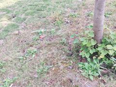 -南通鲜花小镇
