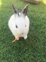 -萌宠亲子动物乐园(槐房万达店)