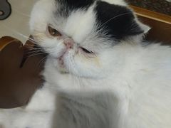 -藏猫猫咖啡主题馆(中央大道店)