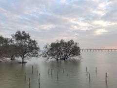 -宝安西湾红树林湿地公园