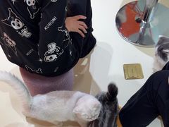 -三花喵·撸猫购宠·宠物生活馆(虹桥南丰城店)