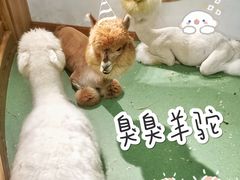 -藦茜花园宠物主题亲子互动体验馆(国顺东路店)