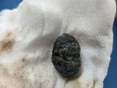 -派美特宠物医院·核磁CT·骨科肿瘤·疑难转诊(沈农禾丰店)