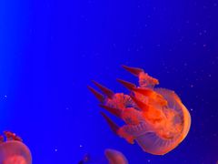 -上海海洋水族馆