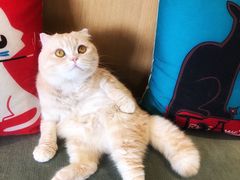 -CAT’S MEWSTAR CAFE·喵星球猫屋(晴湾咖啡店)