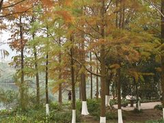 -重庆彩云湖湿地公园