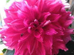 -魏家凉皮(梨园店)