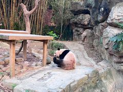 -广州长隆野生动物世界