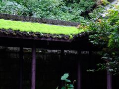 檐下荷花缸-Metal hands·铁手咖啡