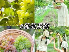 -北京张裕爱斐堡酒庄
