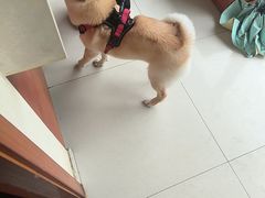 -艾贝尔宠物医院 ·内科全科(梁溪路店)