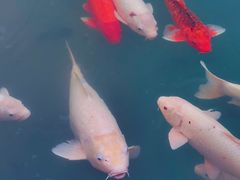 -茵特拉根酒店·西餐厅