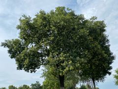 -汉长安城未央宫国家考古遗址公园