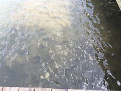 -东寨港红树林旅游区