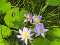 -国家植物园南园