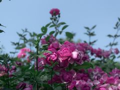 -白鹭湾湿地公园